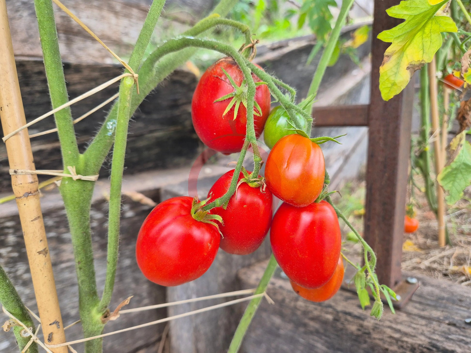 Egyptian DER TOMATENFLÜSTERER