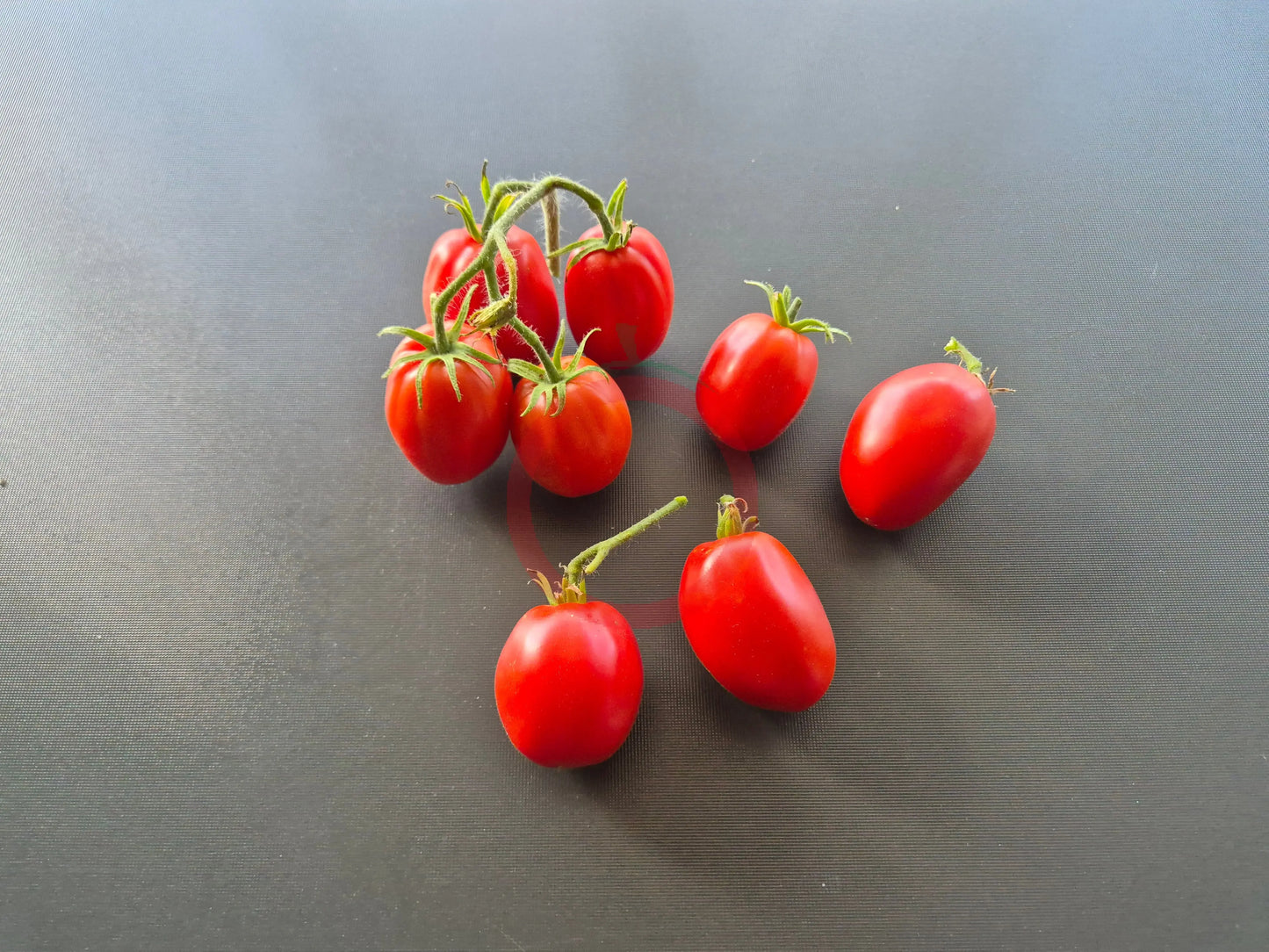 Egyptian DER TOMATENFLÜSTERER