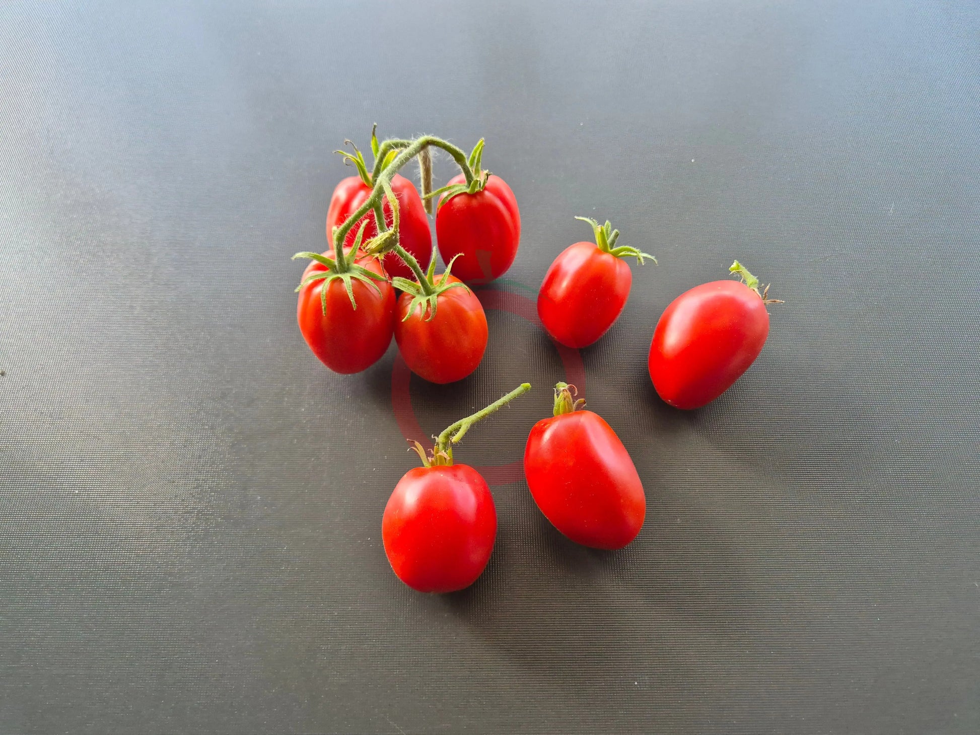 Egyptian DER TOMATENFLÜSTERER