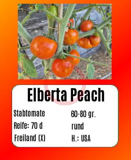 Elberta Peach DER TOMATENFLÜSTERER