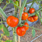 Elberta Peach DER TOMATENFLÜSTERER