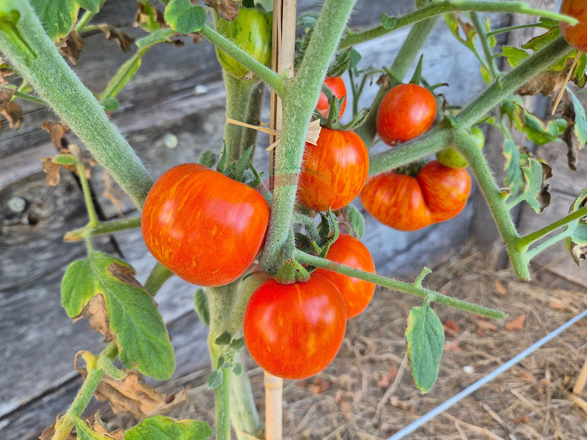 Elberta Peach DER TOMATENFLÜSTERER