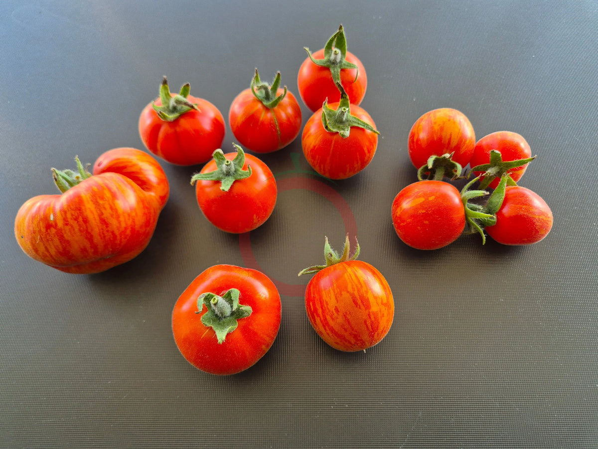 Elberta Peach DER TOMATENFLÜSTERER