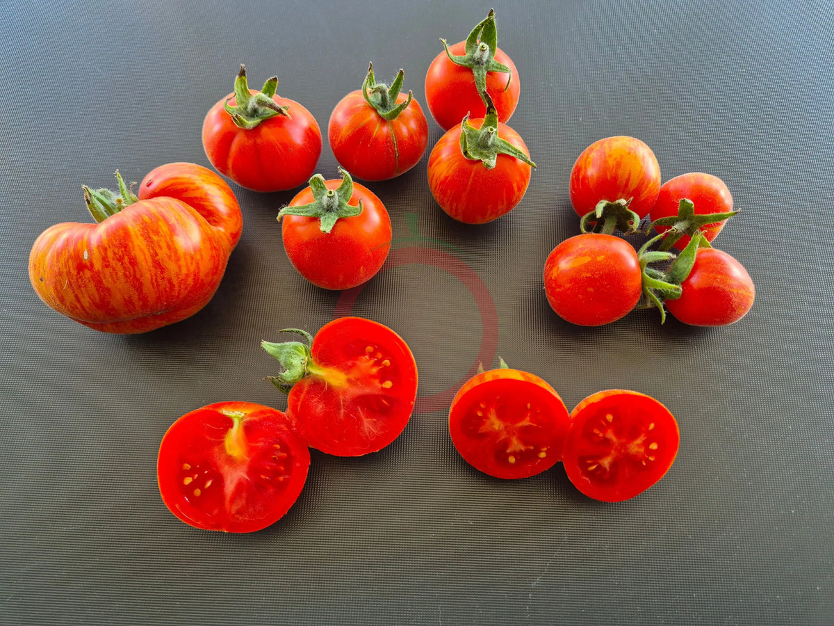 Elberta Peach DER TOMATENFLÜSTERER