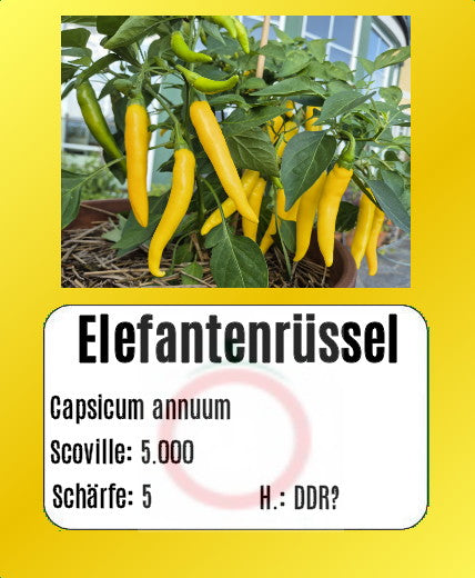 Elefantenrüssel DER TOMATENFLÜSTERER