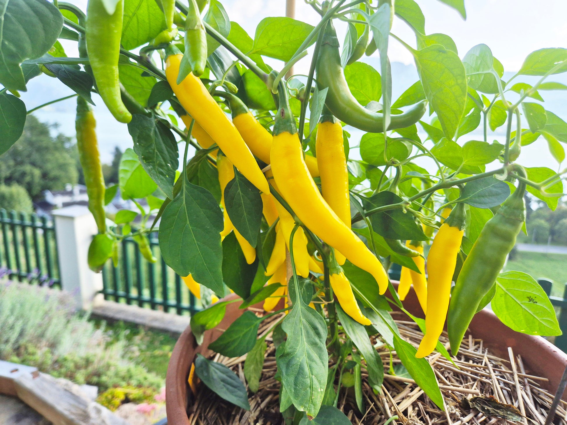 Elefantenrüssel DER TOMATENFLÜSTERER