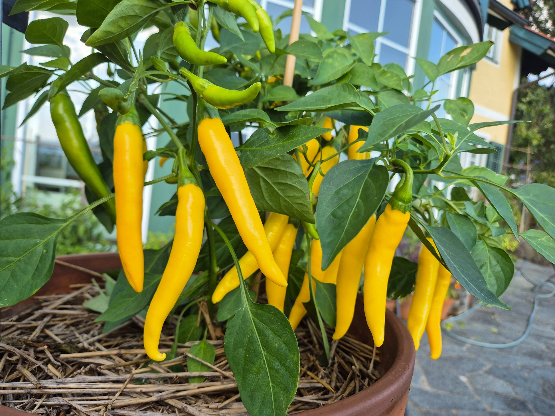 Elefantenrüssel DER TOMATENFLÜSTERER