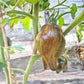 Elena's Emerald Caramel DER TOMATENFLÜSTERER