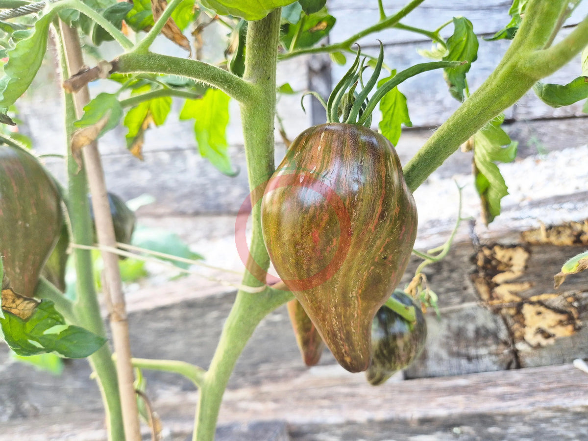 Elena's Emerald Caramel DER TOMATENFLÜSTERER