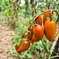 Emalia DER TOMATENFLÜSTERER