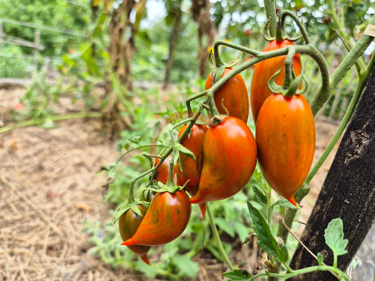 Emalia DER TOMATENFLÜSTERER