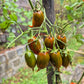 Emalia DER TOMATENFLÜSTERER