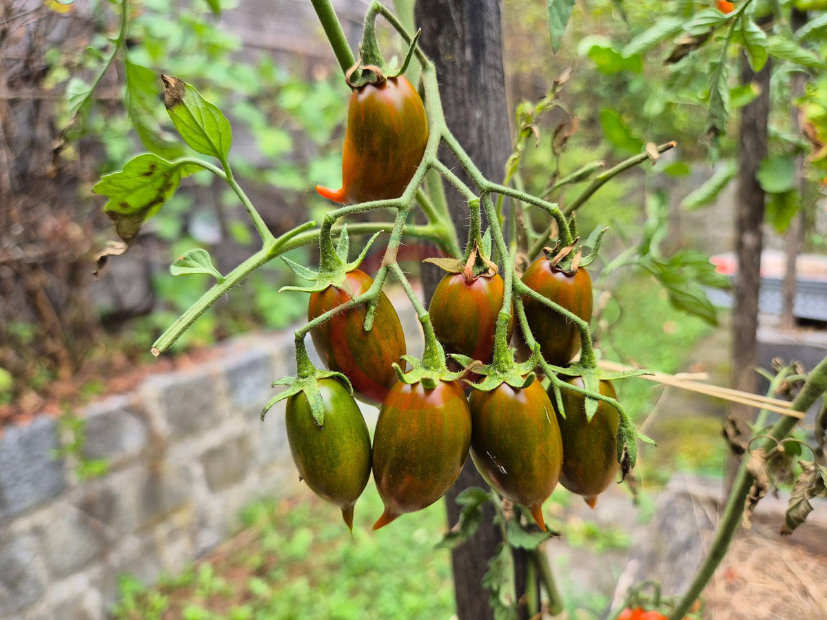 Emalia DER TOMATENFLÜSTERER