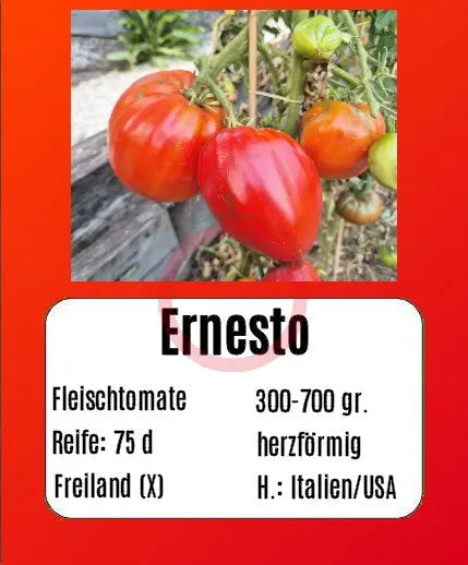 Ernesto DER TOMATENFLÜSTERER