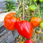 Ernesto DER TOMATENFLÜSTERER