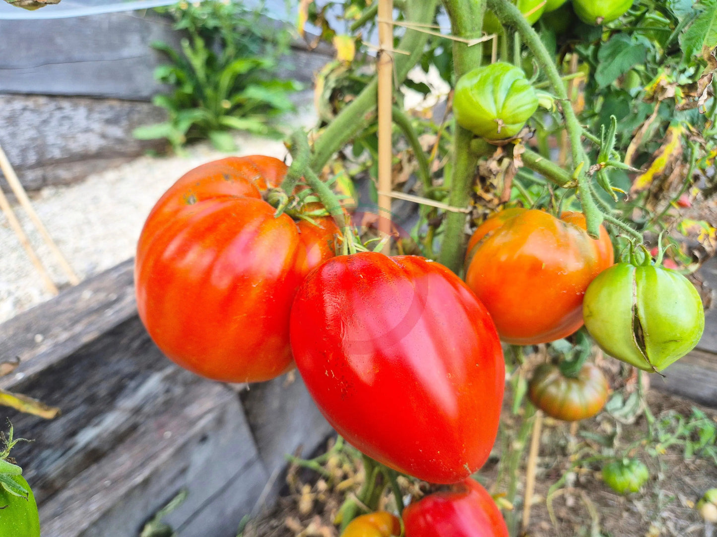 Ernesto DER TOMATENFLÜSTERER