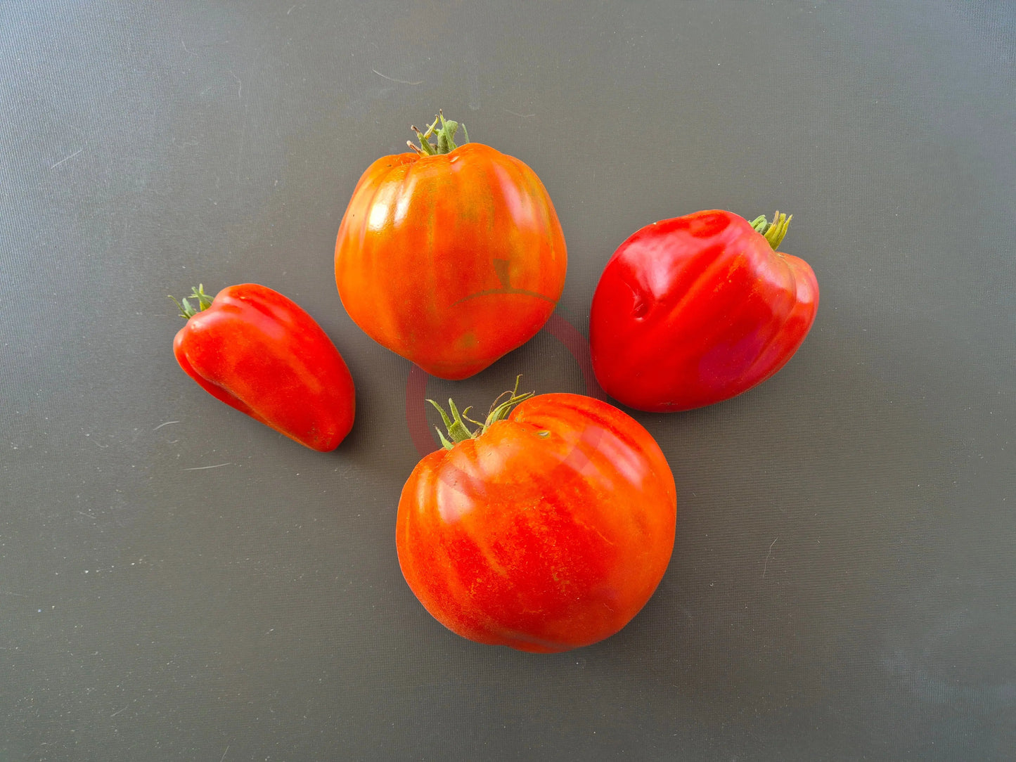 Ernesto DER TOMATENFLÜSTERER