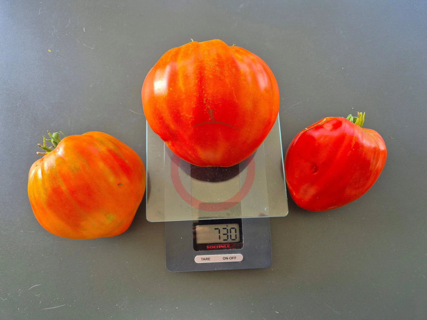 Ernesto DER TOMATENFLÜSTERER