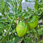 Ernesto DER TOMATENFLÜSTERER