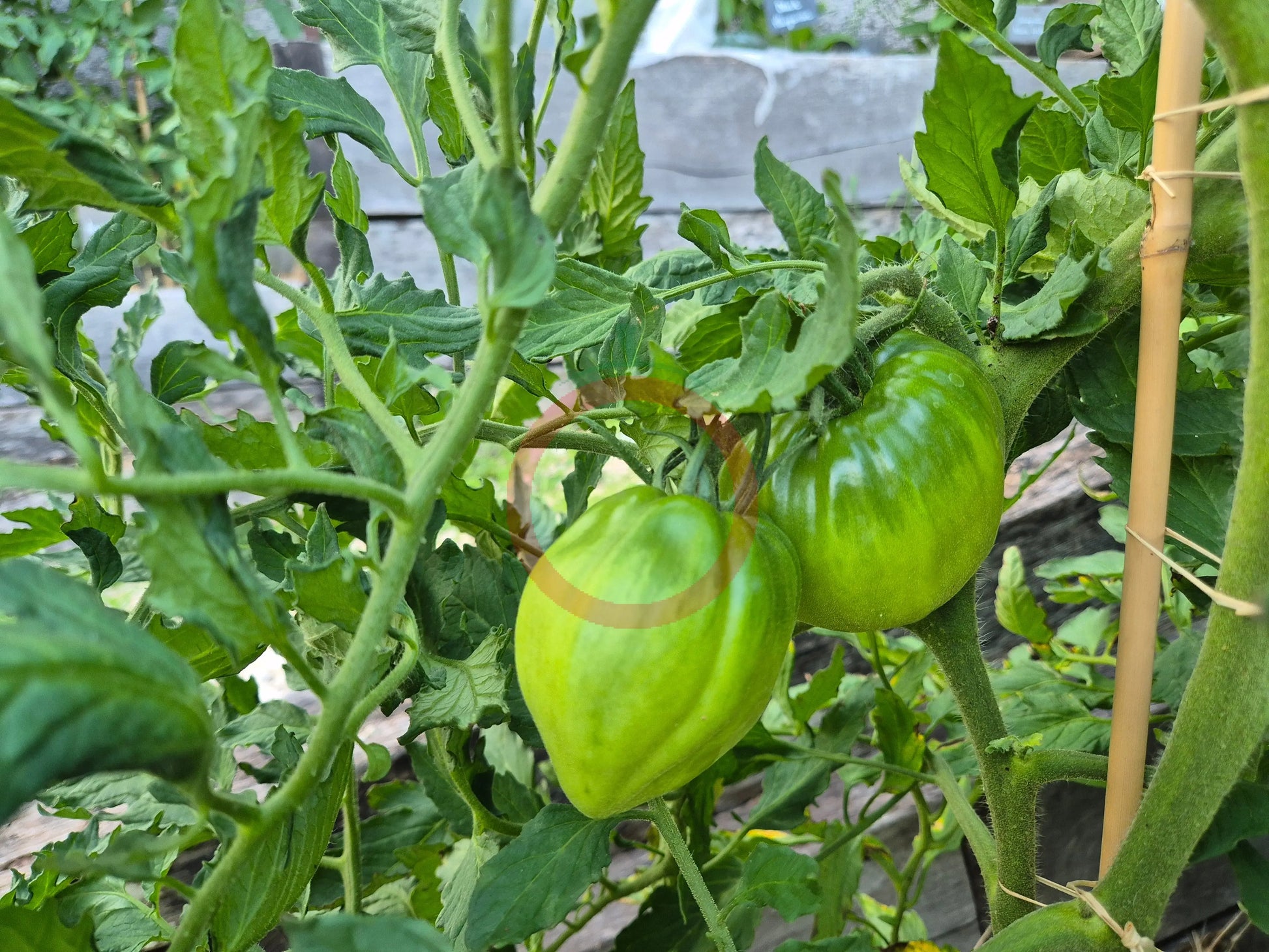 Ernesto DER TOMATENFLÜSTERER