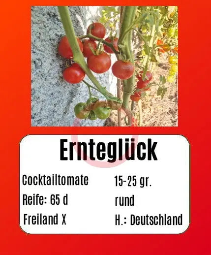 Ernteglück DER TOMATENFLÜSTERER