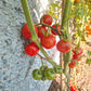 Ernteglück DER TOMATENFLÜSTERER