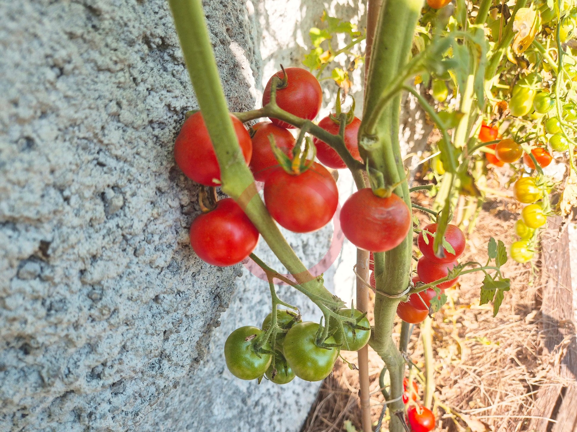 Ernteglück DER TOMATENFLÜSTERER