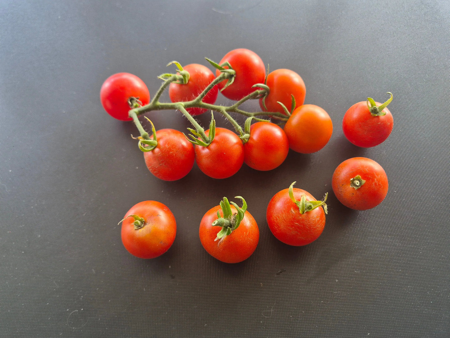 Ernteglück DER TOMATENFLÜSTERER