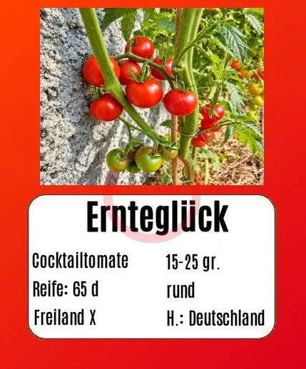 Ernteglück DER TOMATENFLÜSTERER