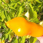 Erotica DER TOMATENFLÜSTERER