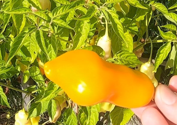 Erotica DER TOMATENFLÜSTERER