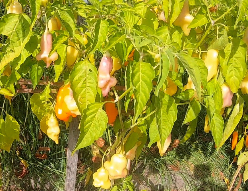 Erotica DER TOMATENFLÜSTERER