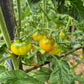 Esmeralda Golosina DER TOMATENFLÜSTERER