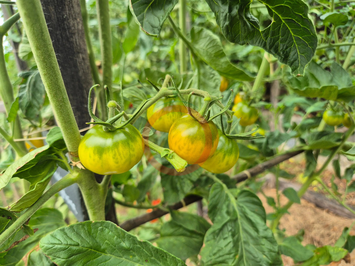 Esmeralda Golosina DER TOMATENFLÜSTERER