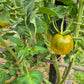 Esmeralda Golosina DER TOMATENFLÜSTERER