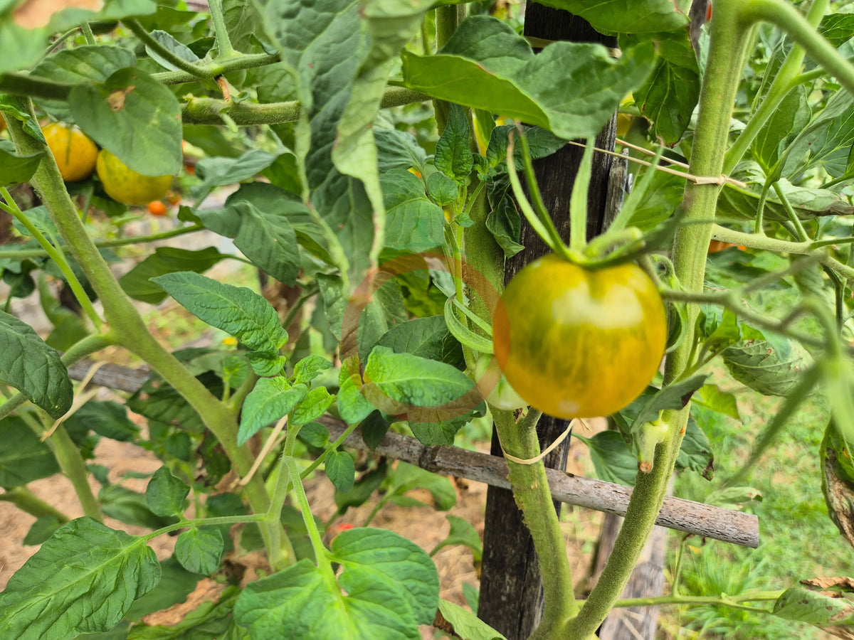 Esmeralda Golosina DER TOMATENFLÜSTERER