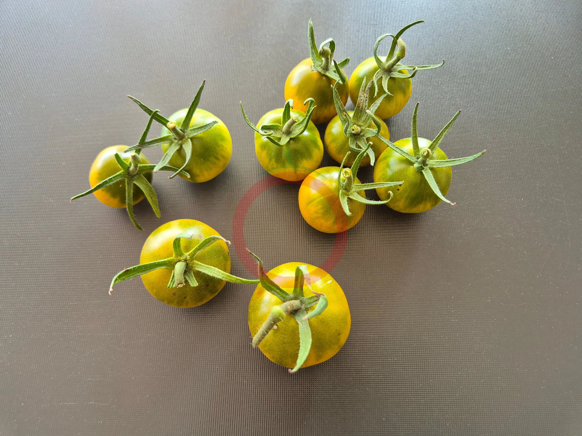 Esmeralda Golosina DER TOMATENFLÜSTERER