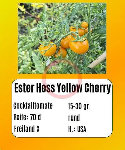 Ester Hess Yellow Cherry DER TOMATENFLÜSTERER