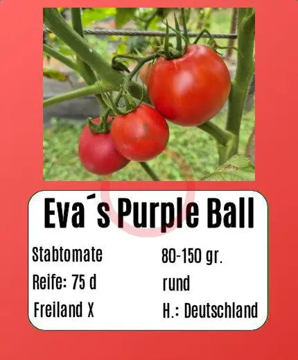 Eva Purple Ball DER TOMATENFLÜSTERER