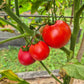 Eva Purple Ball DER TOMATENFLÜSTERER