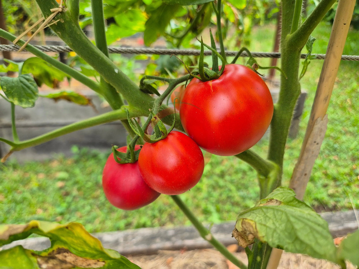Eva Purple Ball DER TOMATENFLÜSTERER