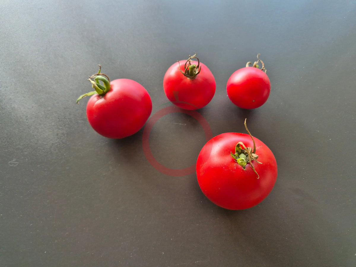 Eva Purple Ball DER TOMATENFLÜSTERER
