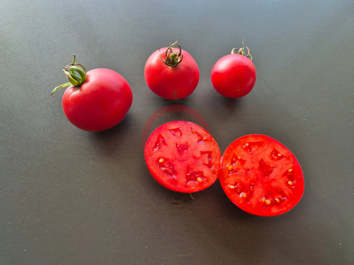 Eva Purple Ball DER TOMATENFLÜSTERER
