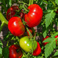 Faelan´s First Snow DER TOMATENFLÜSTERER