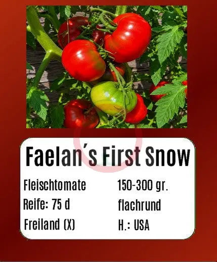 Faelan´s First Snow DER TOMATENFLÜSTERER