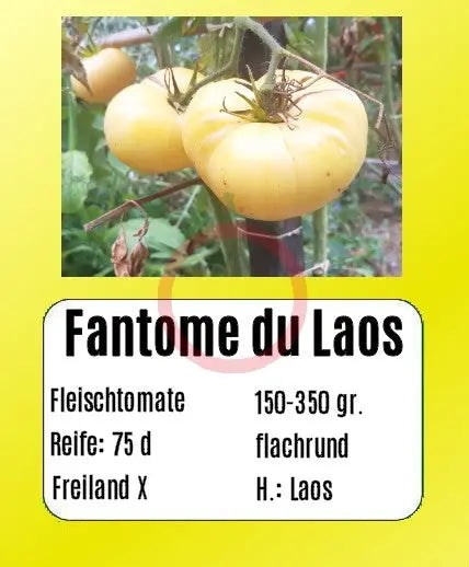 Fantome du Laos DER TOMATENFLÜSTERER