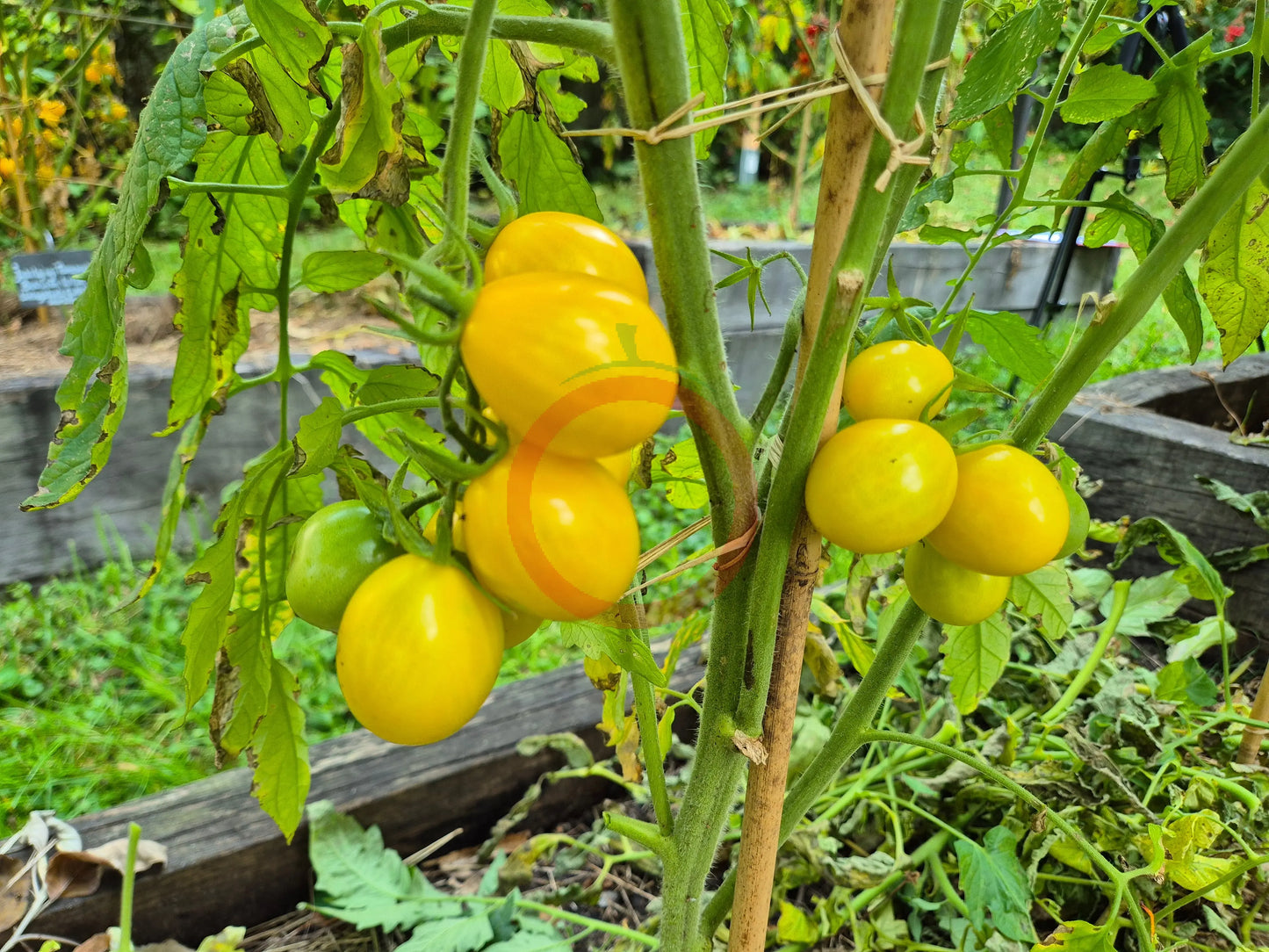 Fargo DER TOMATENFLÜSTERER