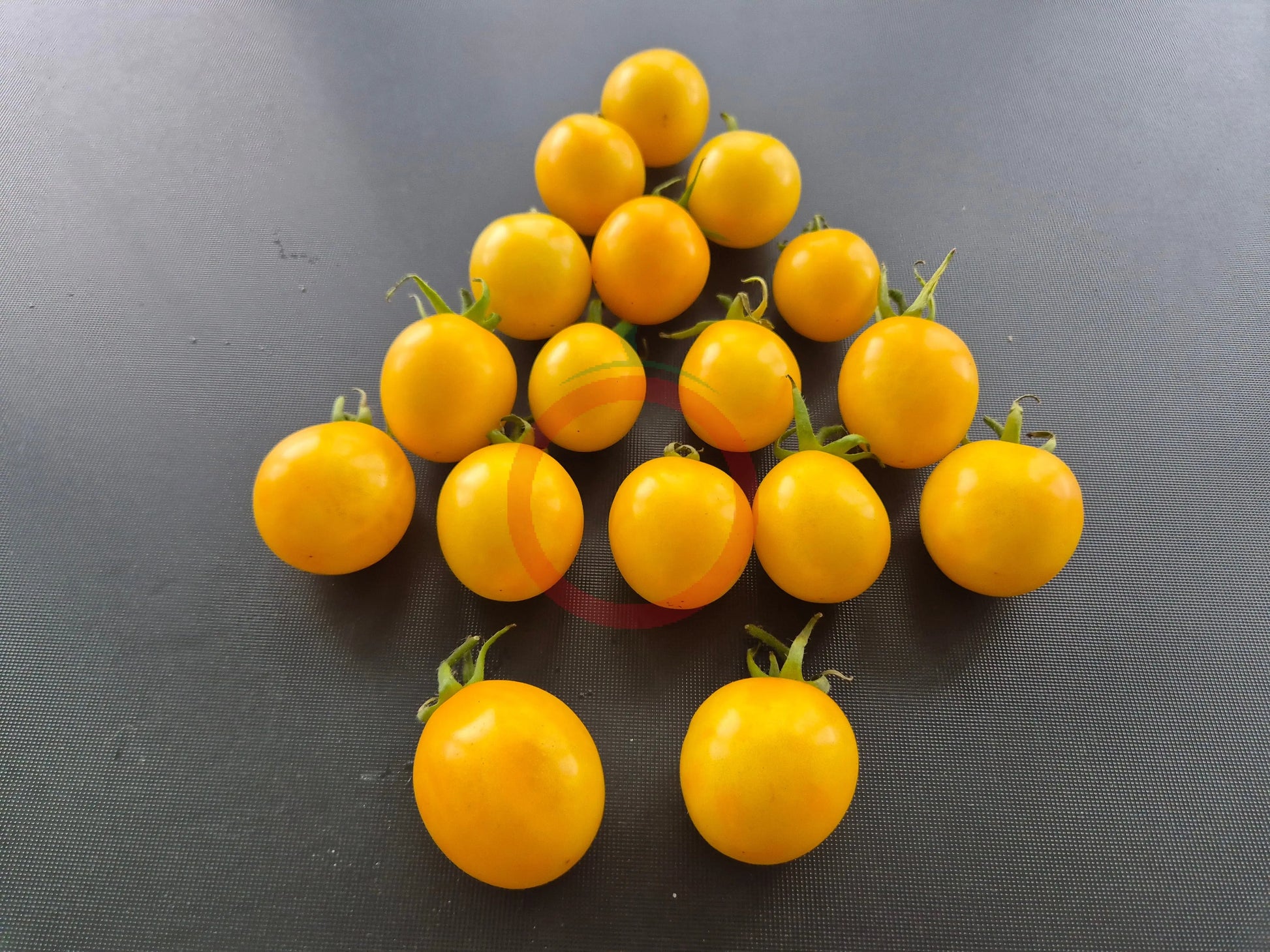 Fargo DER TOMATENFLÜSTERER
