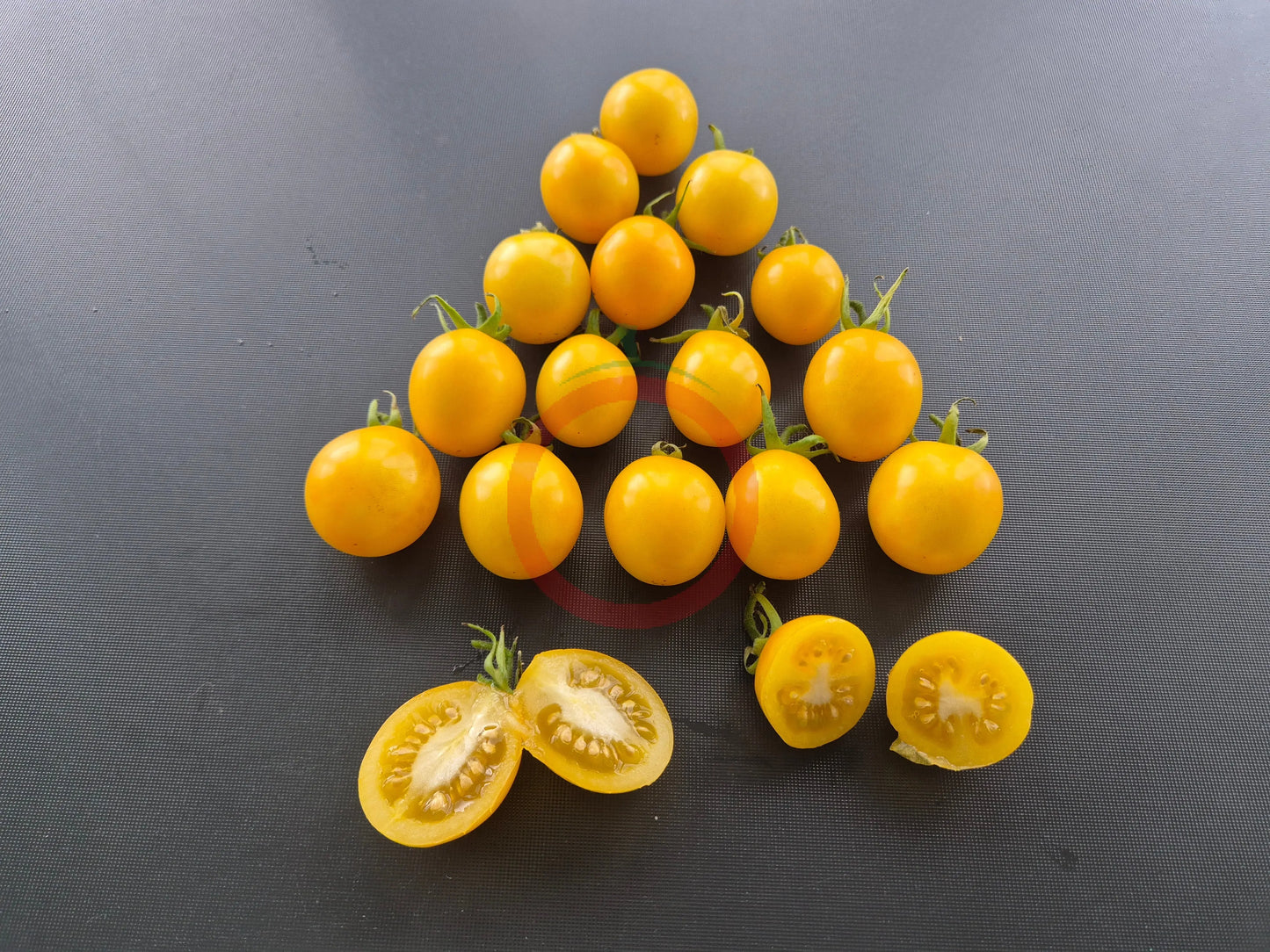 Fargo DER TOMATENFLÜSTERER