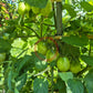 Fargo DER TOMATENFLÜSTERER
